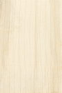 Designer Tussar Cream Saree
